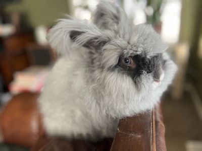 Pedigreed Blue Eyed English Angora Bunny