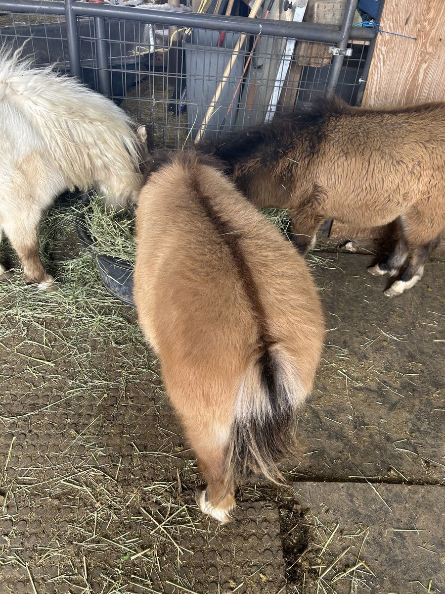 Awesome Dun Mini Miniature AMHA AMHR Colt