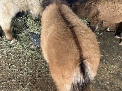 Awesome Dun Mini Miniature AMHA AMHR Colt