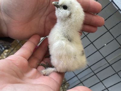 Painted Silkie Chicks