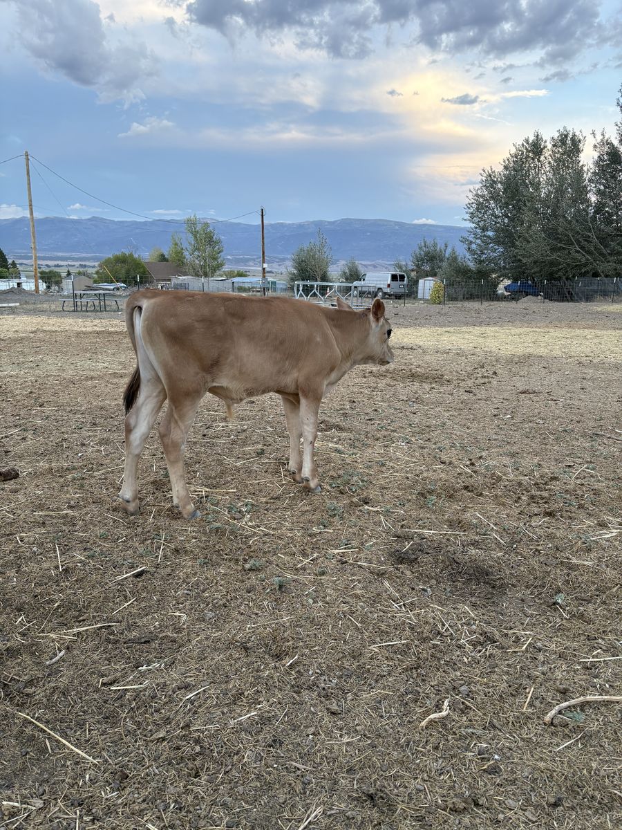 2.5 Month Old Jersey Steer