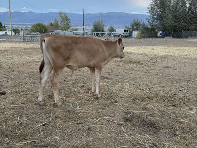 3 Month Old Jersey Steer
