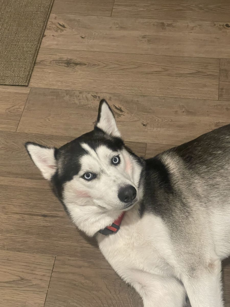 Siberian Husky