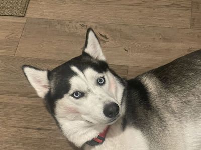 Siberian Husky