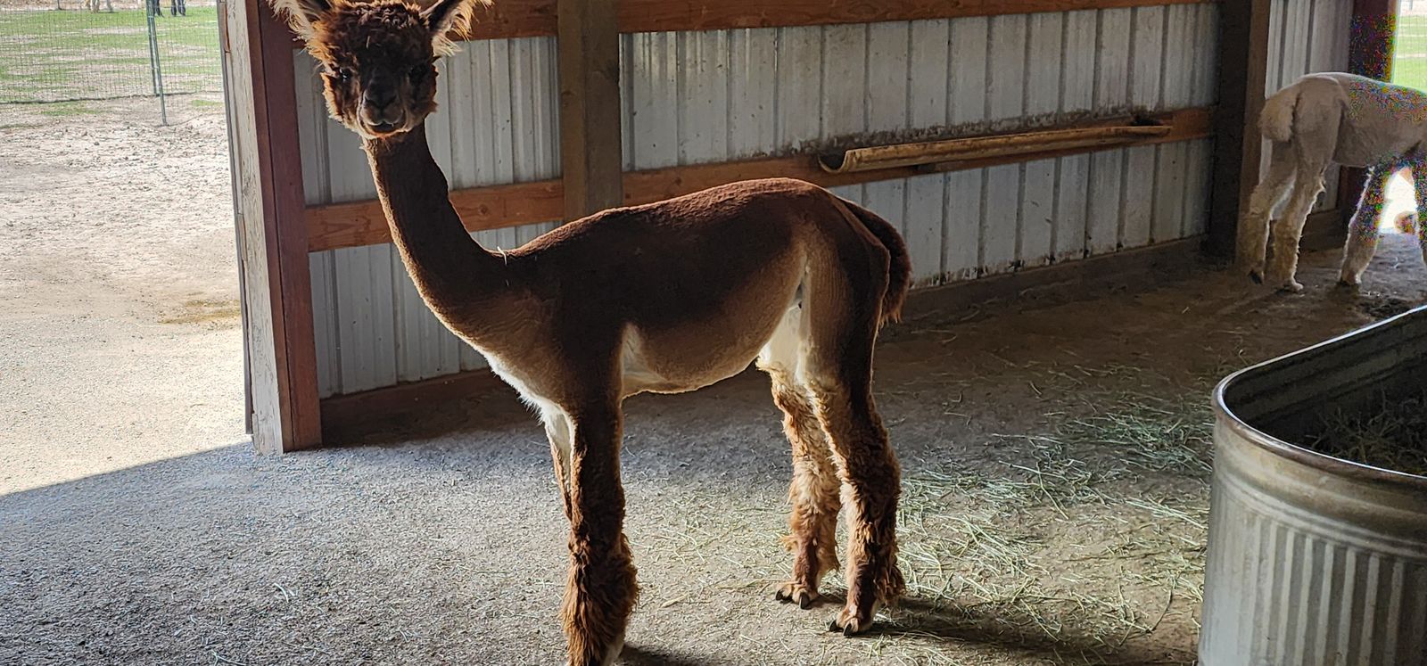 3 Female Alpaca Pkg.