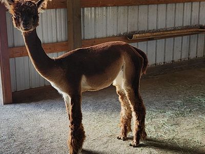 3 Female Alpaca Pkg.