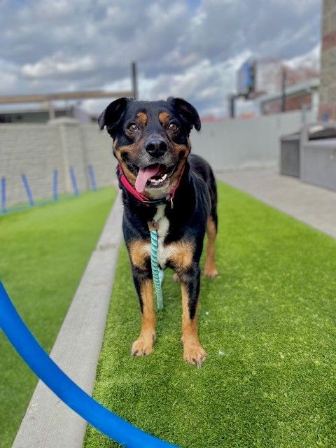 A72462 Zuko is Available for Adoption!