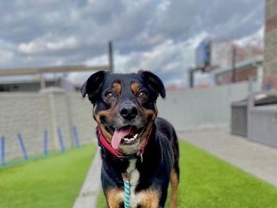 A72462 Zuko is Available for Adoption!