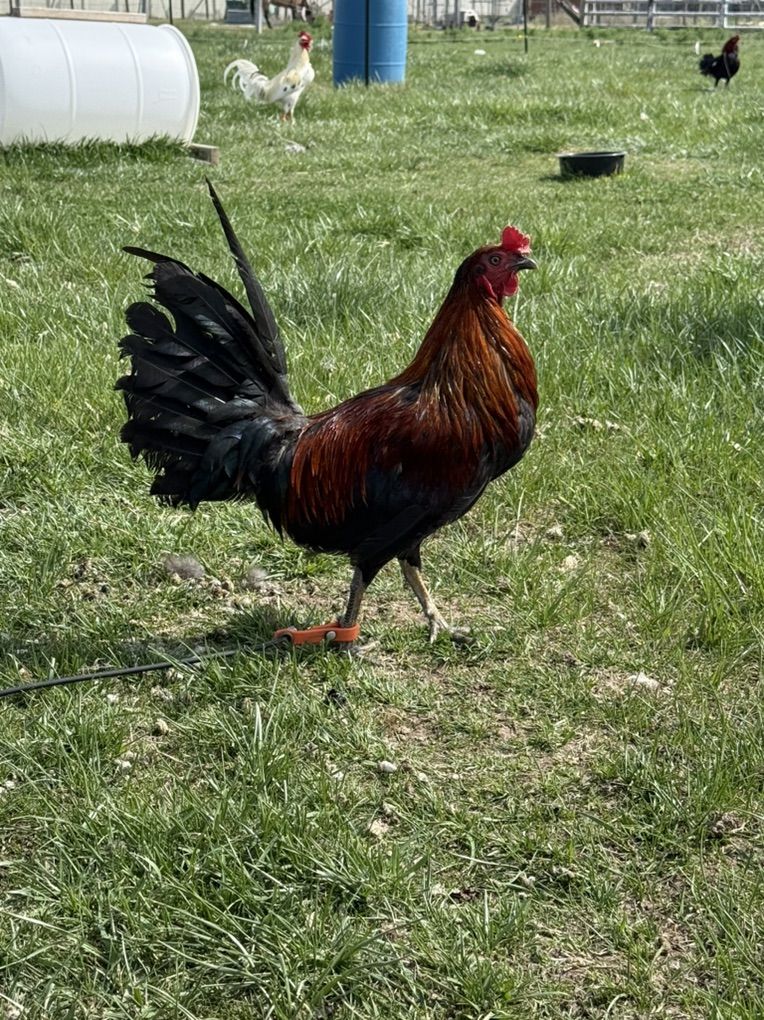 Gamefowl Black Warhorse Stag