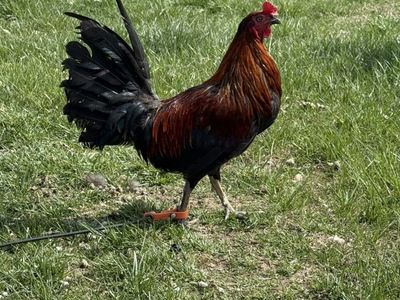 Gamefowl Black Warhorse Stag