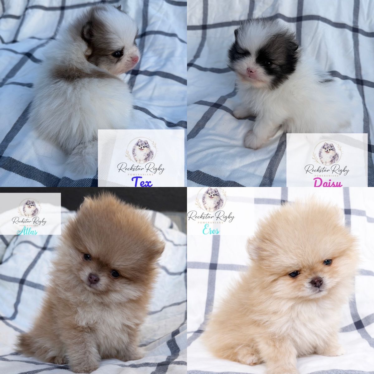 AKC High Quality Pomeranians