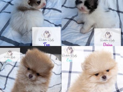 AKC High Quality Pomeranians