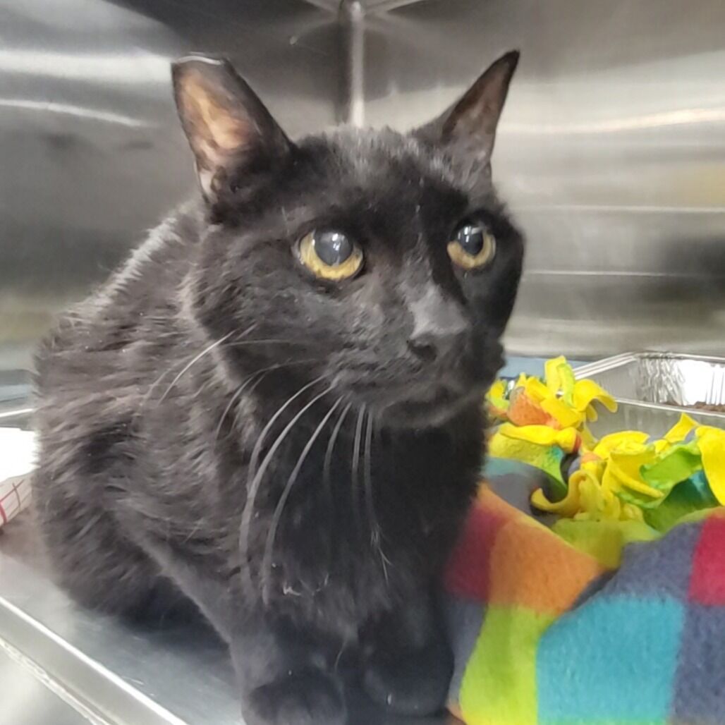 Hello my name is Pico De Gallo