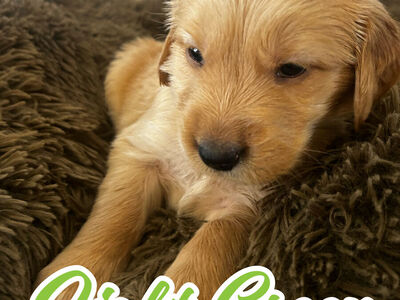 Golden Retriever puppy "Light Green boy"