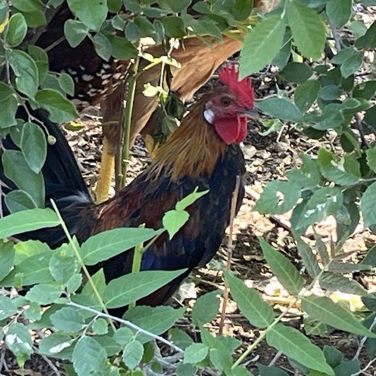 Bannon Rooster - FREE  Healthy, and Vibrant Colors