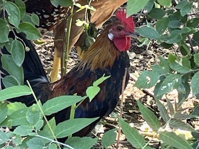 Bannon Rooster - FREE Healthy, and Vibrant Colors