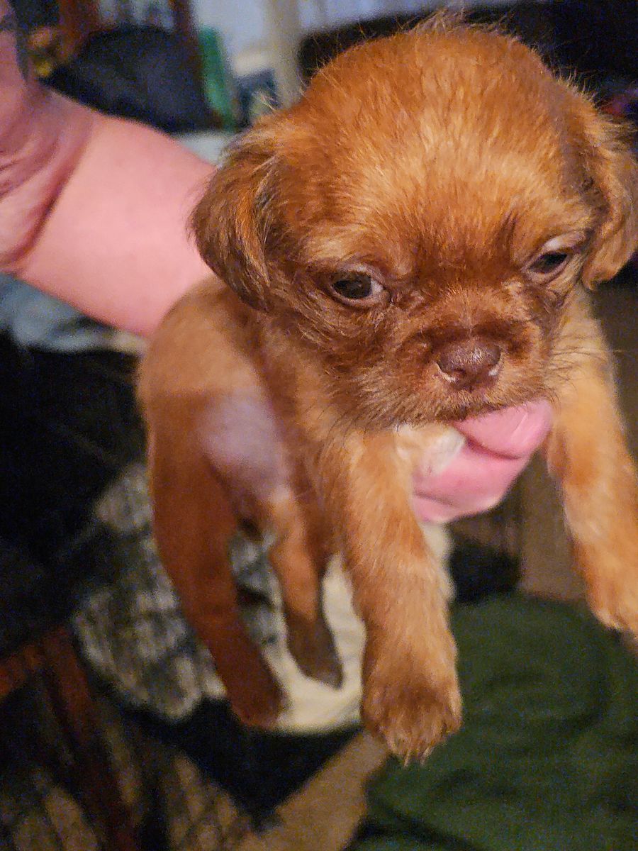 Duchshund shitzu cross