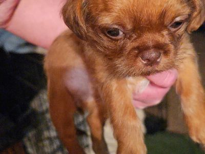 Duchshund shitzu cross