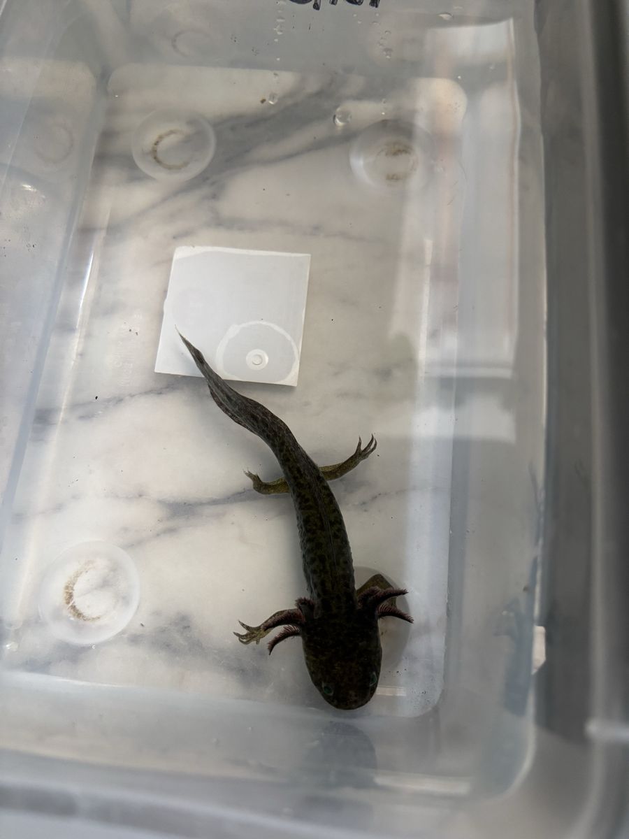 Baby Axolotl - Adorable & Unique Aquatic Pet for Your Aquarium