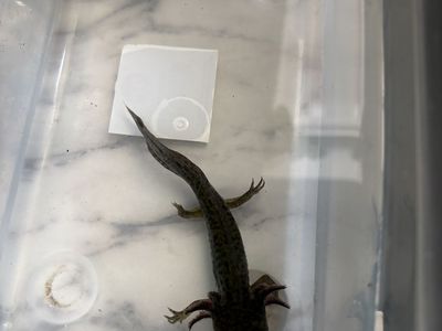 Baby Axolotl - Adorable & Unique Aquatic Pet for Your Aquarium