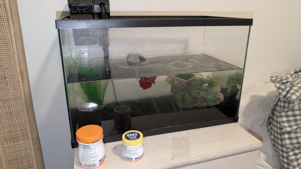 2 Female Beta Fish, 1 Gold Fish, Tank, Accessories