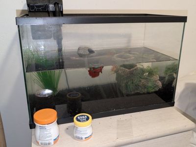 2 Female Beta Fish, 1 Gold Fish, Tank, Accessories