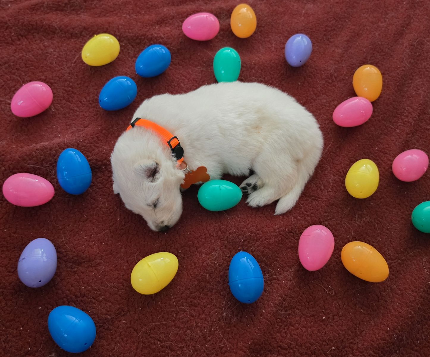 Swiss Shepherd puppies