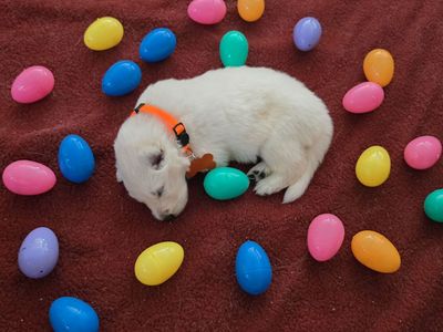 Swiss Shepherd puppies