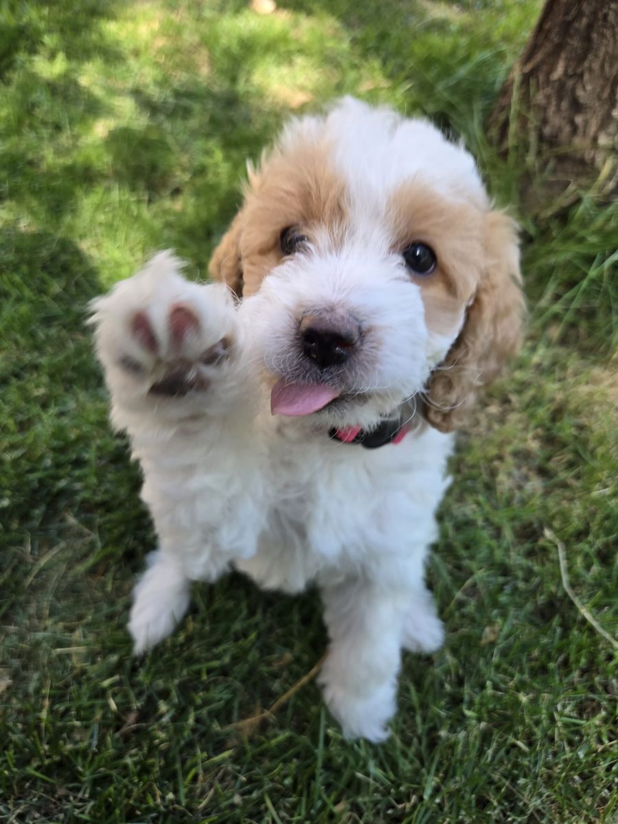 Future Litter Announcement - Macie's 2026 Puppies