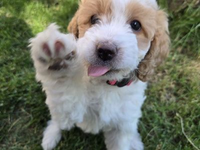 Future Litter Announcement - Macie's 2026 Puppies