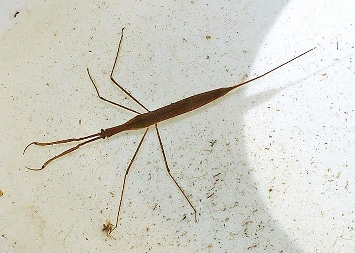 Water scorpion