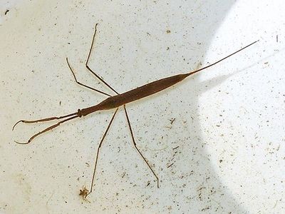 Water scorpion