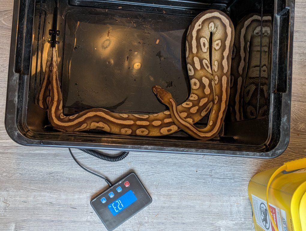 Male Cyprus Pastel Mojave Ball Python Snake