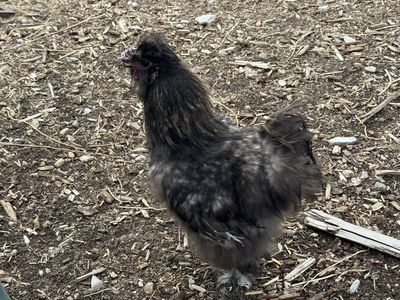 Free Silkie Roosters (2)