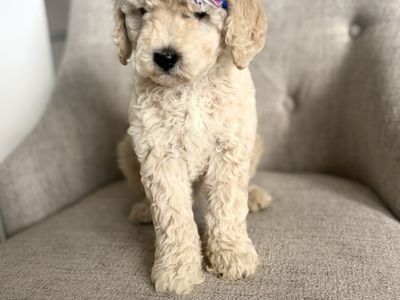 Mini Goldendoodles