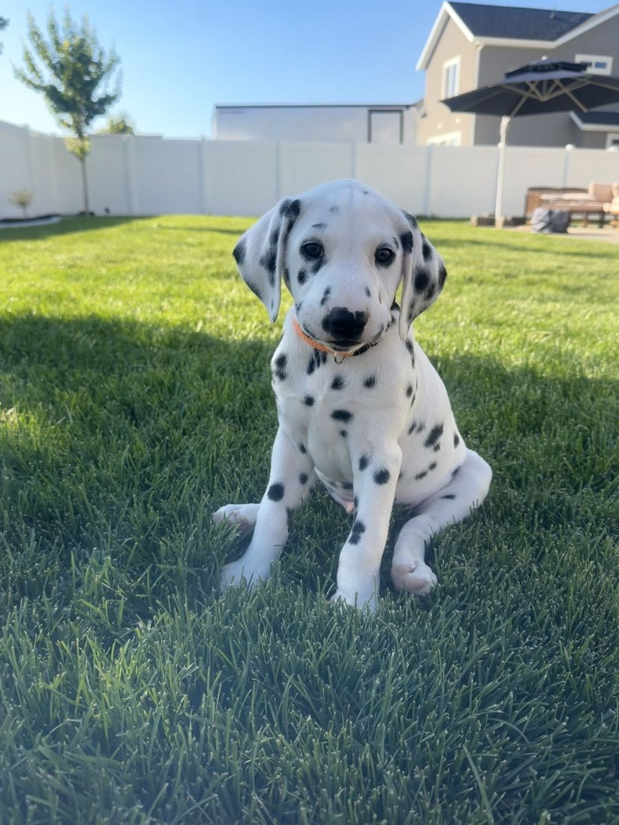 Purebred Dalmatian Puppies