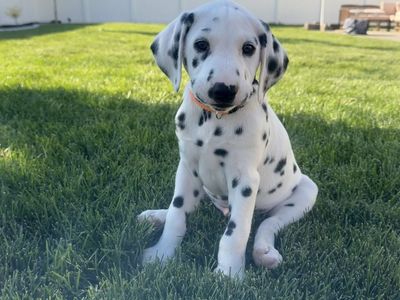 Purebred Dalmatian Puppies
