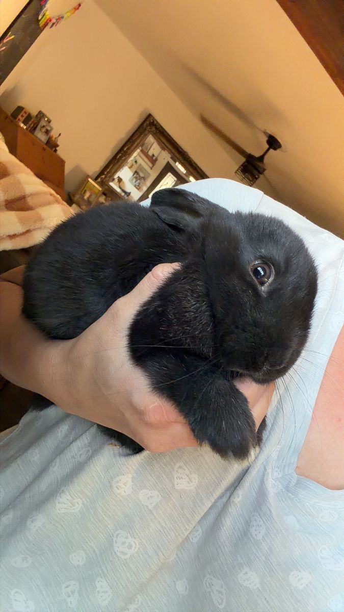 Baby Bunny