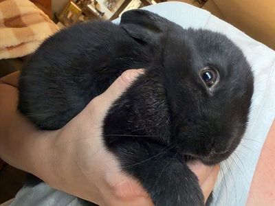 Baby Bunny