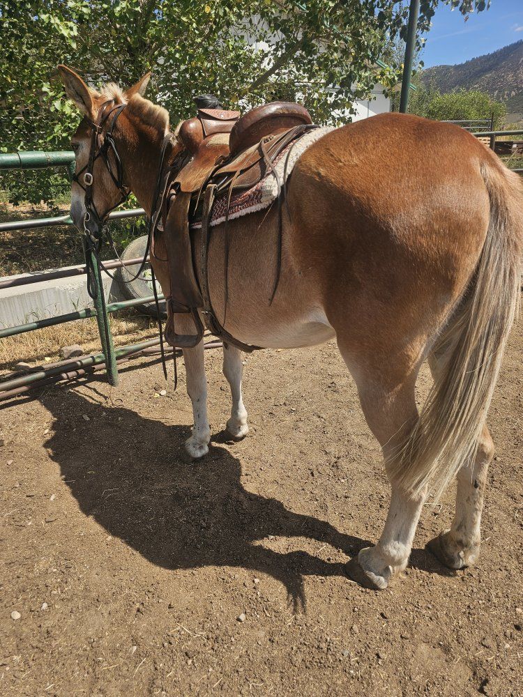 bombproof  Mule