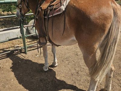 bombproof Mule