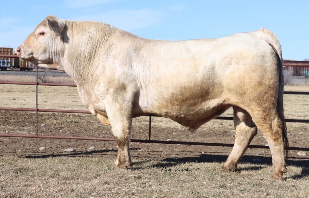 Multi-Trait Leader Charolais Semen