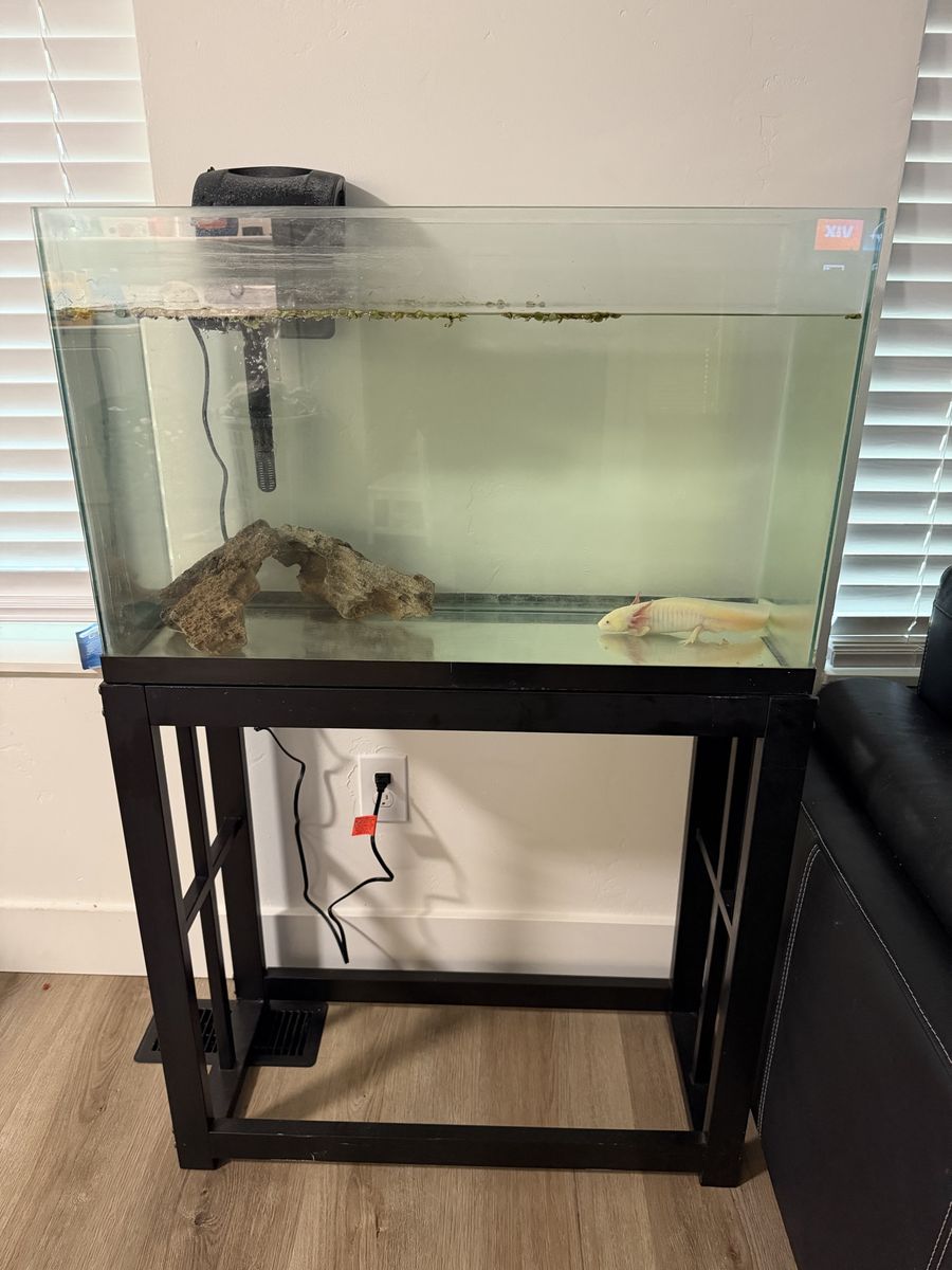 Axolotl