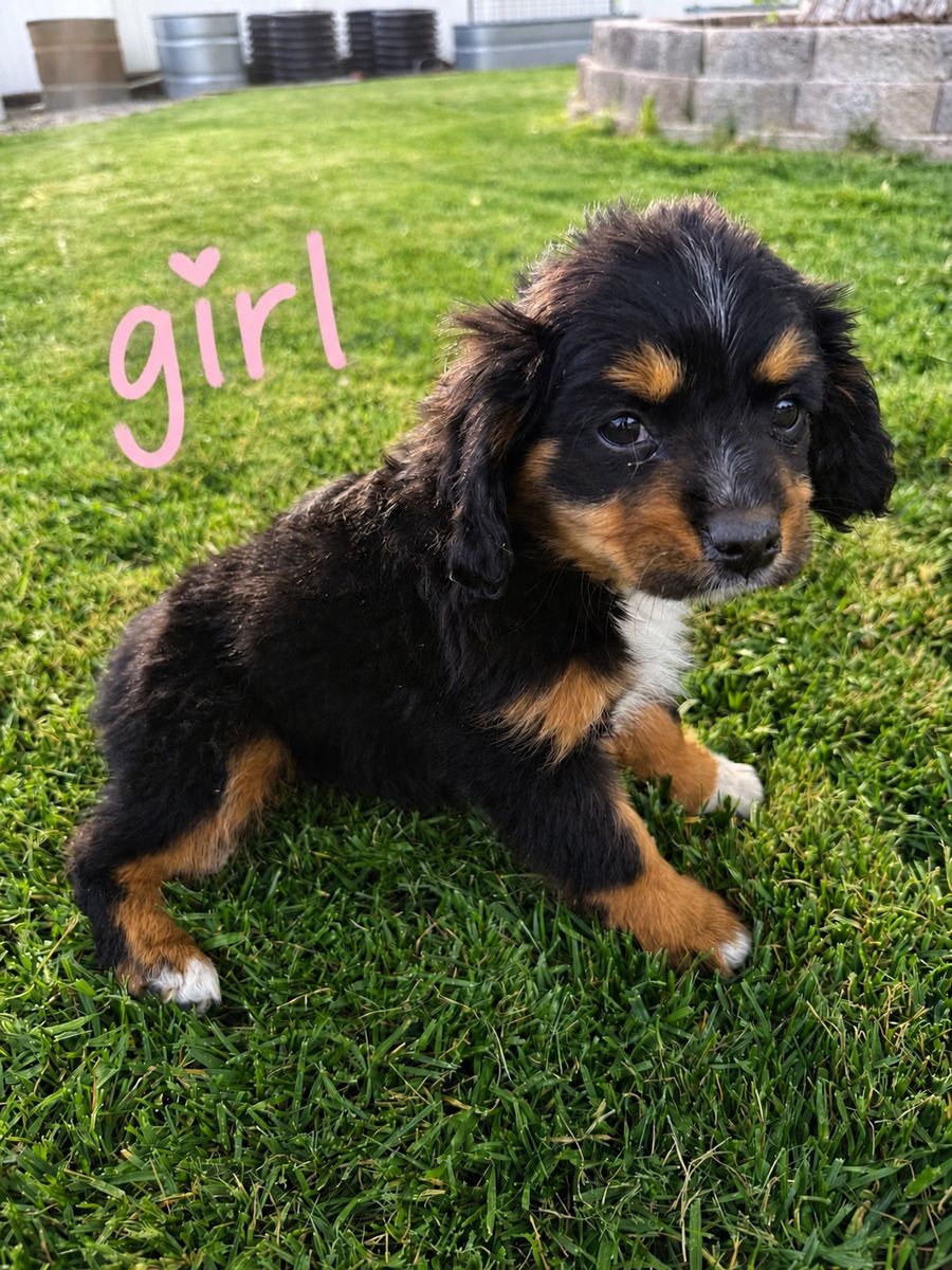 Mini Aussie/ King Charles Cavalier puppies