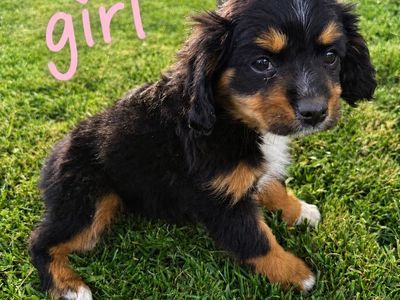 Mini Aussie/ King Charles Cavalier puppies