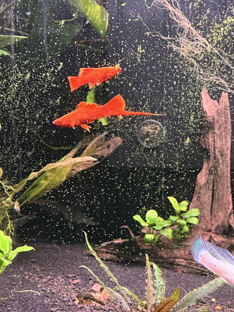 Very red swordtails
