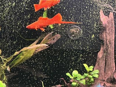 Very red swordtails