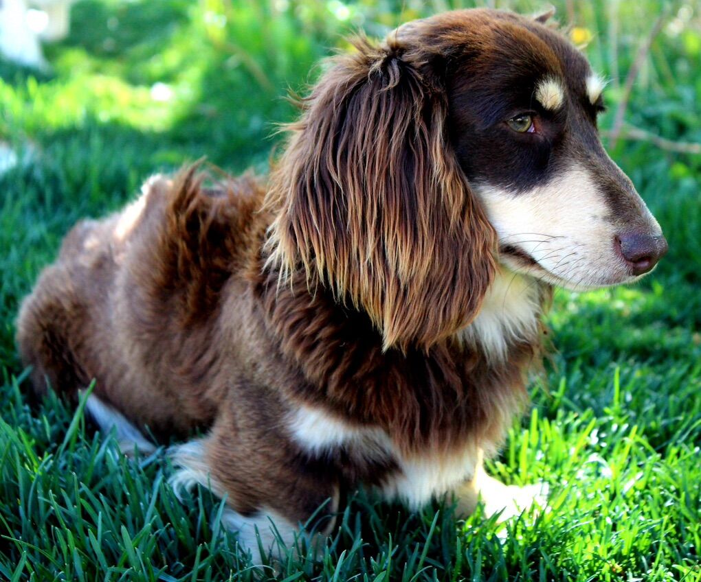 AKC Mini Dachshund STUD Services