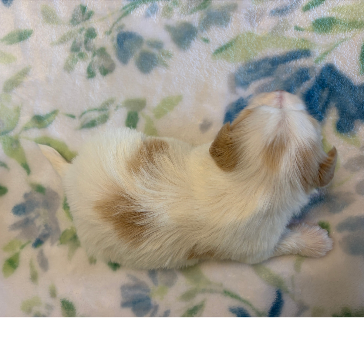 Havanese Purebred No Mix