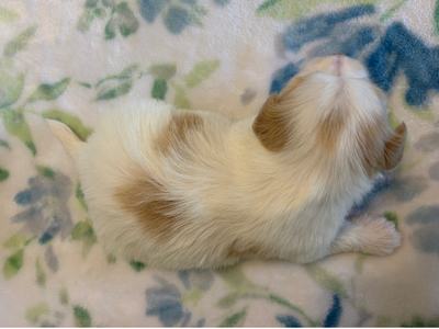 Havanese Purebred No Mix